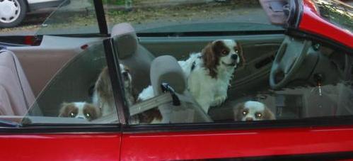 Driving space puppies.