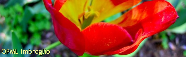 I am talking to ths flower.