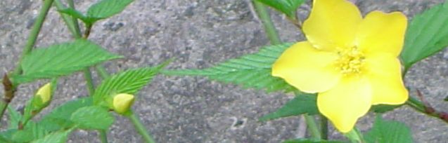 Yellow flower we see at West Tianmu Mountain