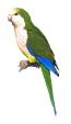 little birdie