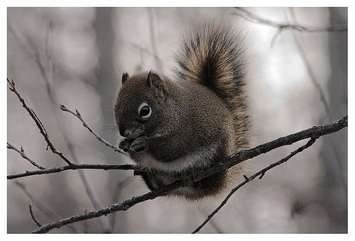 squirrel on branch
